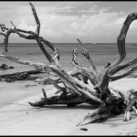 Barbados Beach and Dead Tree - Black & White