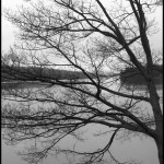 Bare Tree and Lake - Black & White