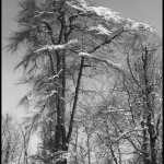 Bright Snowy Trees 2 - Black & White