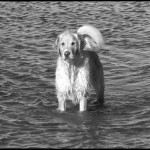 Golden Retriever - Black & White