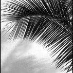 Palm Frond - Black & White