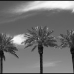 Palm Trio - Black & White