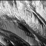 Plant Fronds - Black & White