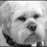 Lhasa-Apso - Black & White