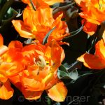 Yellow-Orange Tulips
