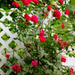 Red  Roses and Lattice Fence