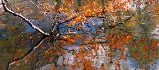 Lake Reflection of Fall Tree